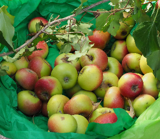 Mela Rosa dei Monti Sibillini: ottima qualità ma calo del 40% nella produzione